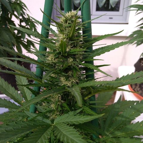 Northern Lights Automatic growlog timeline photo