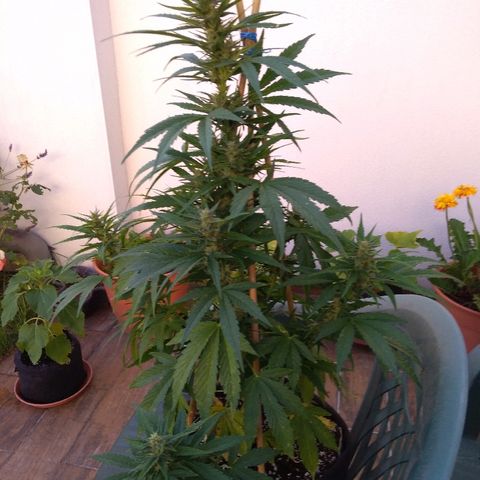 Amnesia XXL Autoflowering growlog timeline photo