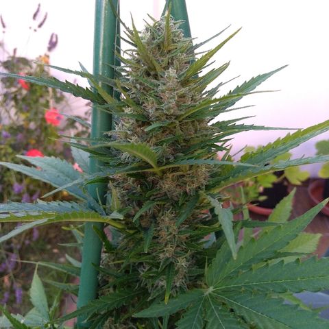 Northern Lights Automatic growlog timeline photo
