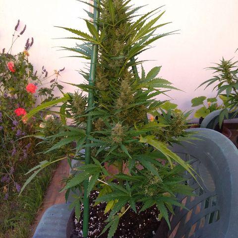 Northern Lights Automatic Growlog-Foto 1