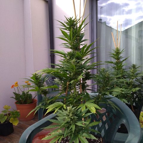 Amnesia XXL Autoflowering growlog timeline photo