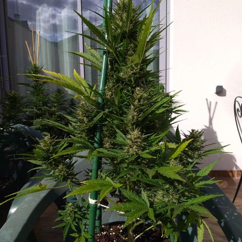 Northern Lights Automatic growlog timeline photo