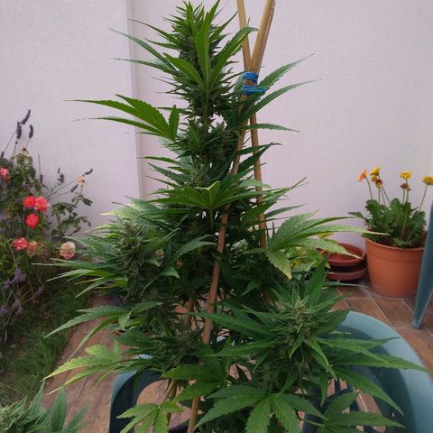 Amnesia XXL Autoflowering growlog timeline photo