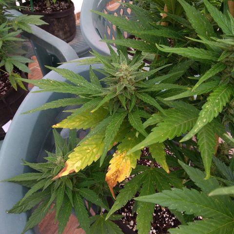 Amnesia XXL Autoflowering growlog timeline photo