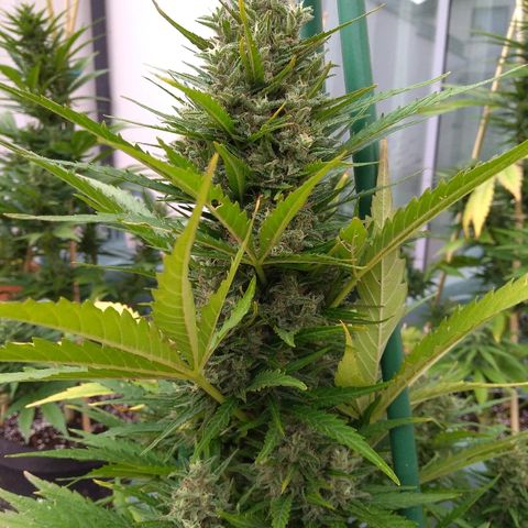Northern Lights Automatic growlog timeline photo