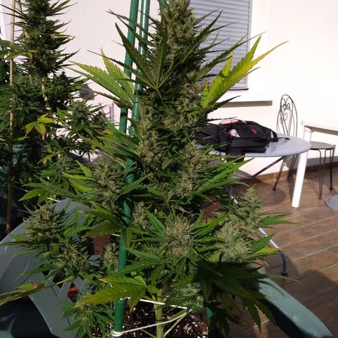 Northern Lights Automatic growlog timeline photo
