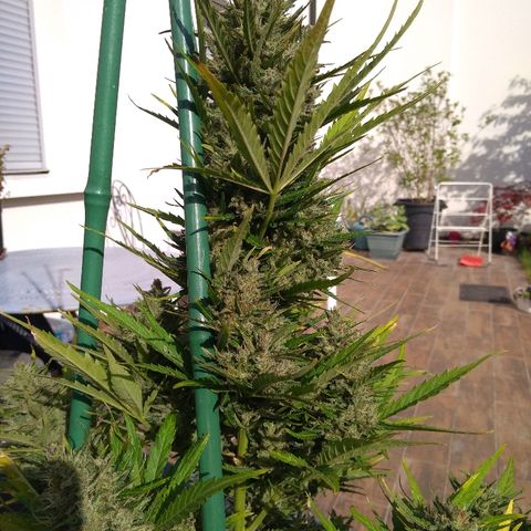 Northern Lights Automatic growlog timeline photo