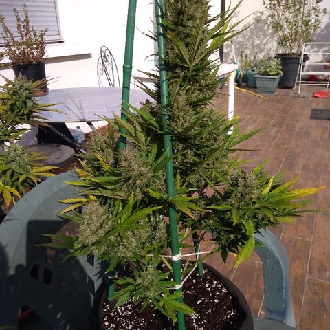 Northern Lights Automatic growlog timeline photo