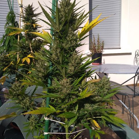 Northern Lights Automatic growlog timeline photo