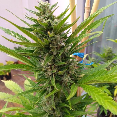 Amnesia XXL Autoflowering growlog timeline photo