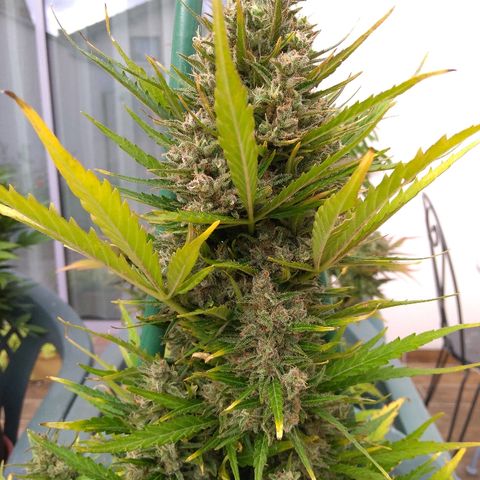 Northern Lights Automatic growlog timeline photo