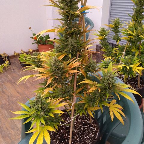 Amnesia XXL Autoflowering growlog timeline photo