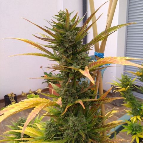 Amnesia XXL Autoflowering growlog timeline photo