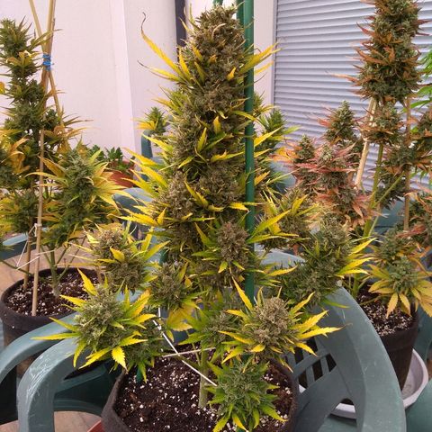 Northern Lights Automatic growlog timeline photo