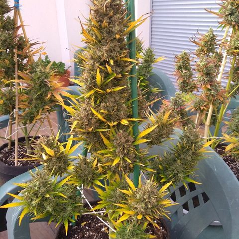 Northern Lights Automatic growlog timeline photo