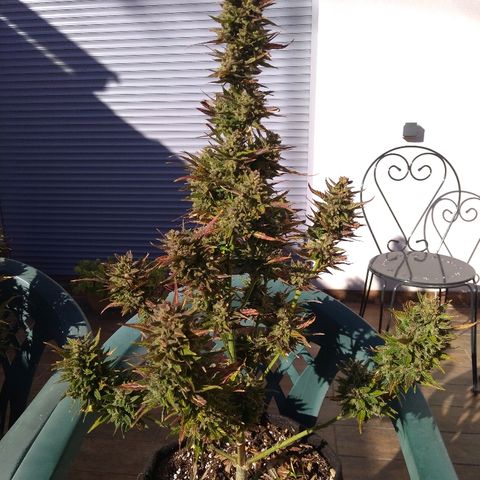 Amnesia XXL Autoflowering growlog timeline photo