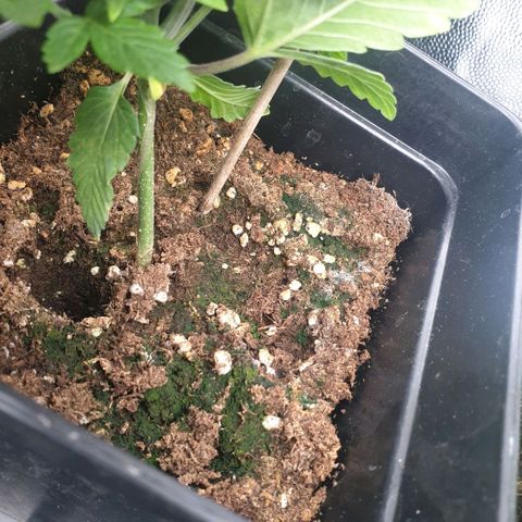 Banana cream #3 growlog photo: Hoy rellenamos de sustrato las macetas, durante la fase de plántulas se alargaron bastante porque estuvieron media semana fuera del armario sin luz directa, pero ya lo tuve en cuenta, por lo que hoy rellene de sustrato hasta las hojas falsas.
Además se había formado una buena capa de algas muy bonita sobre la superficie del sustrato, aunque ya esta enterrada, mañana añadiré michrorrizas al sustrato, aun nose cuando trasplantare,  no lo decidí.
Las banana cream, son más grandes y vigorosas que las banana tropicana.
Tienen unas hojas brutalmente enormes, no me gusto nada eso, así que hace dos semanas ya corte las hojas sombrilla más altas, dejando inmediatamente muchísima más luz a los brotes, y hoy arranque el nuevo par de hojas sombrillas, son verdaderamente grandes, no soporto verlas tapando toda la planta, así que las corte, al ser fotoperiodicas no veo problema, se desarrollaron mejor las ramas laterales, así que por eso hoy repeti.
Solo use hoy cal-mag y deepunderground, tengo el medidor de ph estropeado, y estoy esperando el nuevo, hasta entonces, mantengo dosis bajas de fertilizantes, calculo a memoria que del grifo sale alrededor de 8 de ph, así que añado un poco de limón, pero poco, por miedo a pasarme, afortunadamente estoy bastante acostumbrado a usarlo y se que me mantengo por encima de 6 y debajo de 7.5, por esto algunas plantas presentan pequeñas imperfecciones, como inicios de carencias leves, por suerte nada grave, necesito ese medidor de ph cuanto antes, pero al ser fotoperiodicas, siempre puedo corregir a tiempo.


Además, instale un nuevo sistema de riego automático con depósito y estacas, muy económico (menos de 15 dolares).
No me esperaba lo bien que funciona honestamente, de momento lo sustituyo por el Blumat, que tiene el inconveniente de no poder usar fertilizantes orgánicos o de algas en el deposito porque se obstruye la cerámica, espero que el nuevo sistema de riego funcione igual de bien todo el cultivo.