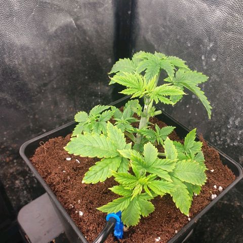 Banana cream #3 growlog photo: Hoy rellenamos de sustrato las macetas, durante la fase de plántulas se alargaron bastante porque estuvieron media semana fuera del armario sin luz directa, pero ya lo tuve en cuenta, por lo que hoy rellene de sustrato hasta las hojas falsas.
Además se había formado una buena capa de algas muy bonita sobre la superficie del sustrato, aunque ya esta enterrada, mañana añadiré michrorrizas al sustrato, aun nose cuando trasplantare,  no lo decidí.
Las banana cream, son más grandes y vigorosas que las banana tropicana.
Tienen unas hojas brutalmente enormes, no me gusto nada eso, así que hace dos semanas ya corte las hojas sombrilla más altas, dejando inmediatamente muchísima más luz a los brotes, y hoy arranque el nuevo par de hojas sombrillas, son verdaderamente grandes, no soporto verlas tapando toda la planta, así que las corte, al ser fotoperiodicas no veo problema, se desarrollaron mejor las ramas laterales, así que por eso hoy repeti.
Solo use hoy cal-mag y deepunderground, tengo el medidor de ph estropeado, y estoy esperando el nuevo, hasta entonces, mantengo dosis bajas de fertilizantes, calculo a memoria que del grifo sale alrededor de 8 de ph, así que añado un poco de limón, pero poco, por miedo a pasarme, afortunadamente estoy bastante acostumbrado a usarlo y se que me mantengo por encima de 6 y debajo de 7.5, por esto algunas plantas presentan pequeñas imperfecciones, como inicios de carencias leves, por suerte nada grave, necesito ese medidor de ph cuanto antes, pero al ser fotoperiodicas, siempre puedo corregir a tiempo.


Además, instale un nuevo sistema de riego automático con depósito y estacas, muy económico (menos de 15 dolares).
No me esperaba lo bien que funciona honestamente, de momento lo sustituyo por el Blumat, que tiene el inconveniente de no poder usar fertilizantes orgánicos o de algas en el deposito porque se obstruye la cerámica, espero que el nuevo sistema de riego funcione igual de bien todo el cultivo.