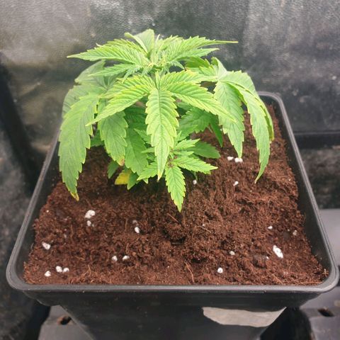 Banana cream #3 growlog photo: Hoy rellenamos de sustrato las macetas, durante la fase de plántulas se alargaron bastante porque estuvieron media semana fuera del armario sin luz directa, pero ya lo tuve en cuenta, por lo que hoy rellene de sustrato hasta las hojas falsas.
Además se había formado una buena capa de algas muy bonita sobre la superficie del sustrato, aunque ya esta enterrada, mañana añadiré michrorrizas al sustrato, aun nose cuando trasplantare,  no lo decidí.
Las banana cream, son más grandes y vigorosas que las banana tropicana.
Tienen unas hojas brutalmente enormes, no me gusto nada eso, así que hace dos semanas ya corte las hojas sombrilla más altas, dejando inmediatamente muchísima más luz a los brotes, y hoy arranque el nuevo par de hojas sombrillas, son verdaderamente grandes, no soporto verlas tapando toda la planta, así que las corte, al ser fotoperiodicas no veo problema, se desarrollaron mejor las ramas laterales, así que por eso hoy repeti.
Solo use hoy cal-mag y deepunderground, tengo el medidor de ph estropeado, y estoy esperando el nuevo, hasta entonces, mantengo dosis bajas de fertilizantes, calculo a memoria que del grifo sale alrededor de 8 de ph, así que añado un poco de limón, pero poco, por miedo a pasarme, afortunadamente estoy bastante acostumbrado a usarlo y se que me mantengo por encima de 6 y debajo de 7.5, por esto algunas plantas presentan pequeñas imperfecciones, como inicios de carencias leves, por suerte nada grave, necesito ese medidor de ph cuanto antes, pero al ser fotoperiodicas, siempre puedo corregir a tiempo.


Además, instale un nuevo sistema de riego automático con depósito y estacas, muy económico (menos de 15 dolares).
No me esperaba lo bien que funciona honestamente, de momento lo sustituyo por el Blumat, que tiene el inconveniente de no poder usar fertilizantes orgánicos o de algas en el deposito porque se obstruye la cerámica, espero que el nuevo sistema de riego funcione igual de bien todo el cultivo.