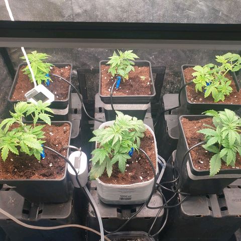 Banana cream #3 growlog photo: Jabón potásico y neumáticos con defoliacion