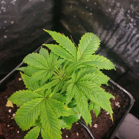 Banana cream #3 growlog photo: Jabón potásico y neumáticos con defoliacion