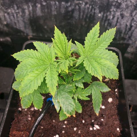 Banana cream #3 growlog photo: Jabón potásico y neumáticos con defoliacion