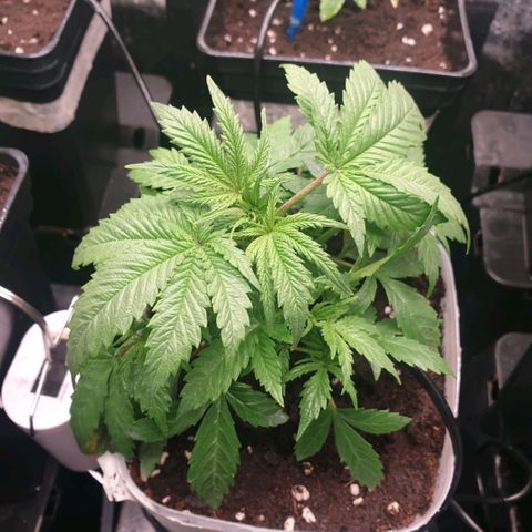 Banana cream #3 growlog photo: Jabón potásico y neumáticos con defoliacion