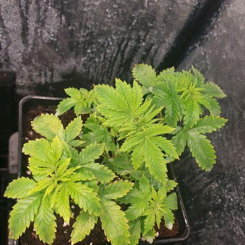 Banana cream #3 growlog photo: Jabón potásico y neumáticos con defoliacion