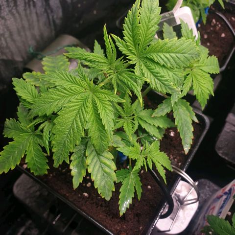 Banana cream #3 growlog photo: Jabón potásico y neumáticos con defoliacion
