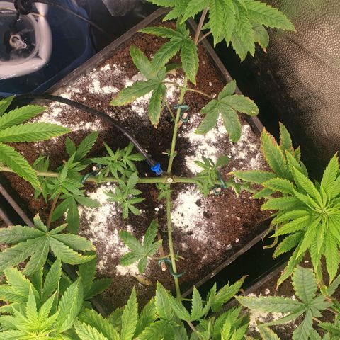 Banana cream #3 growlog timeline photo