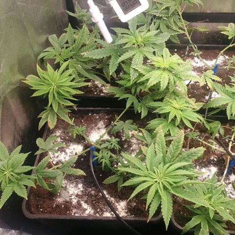 Banana cream #3 growlog timeline photo