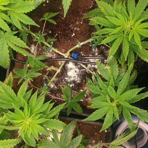 Banana cream #3 growlog timeline photo