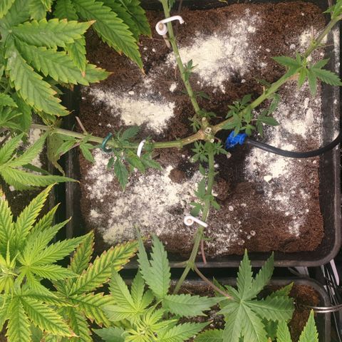 Banana cream #3 growlog timeline photo
