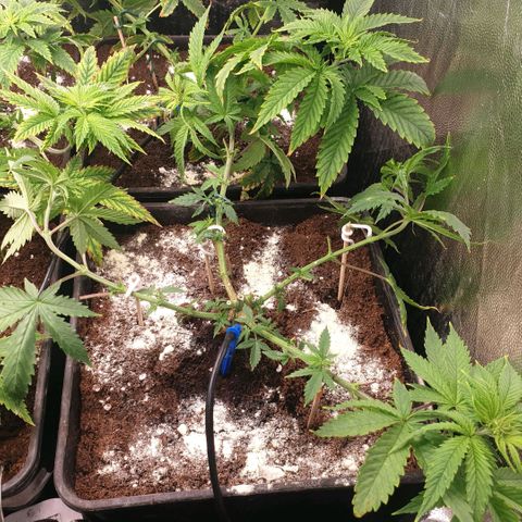 Banana cream #3 growlog timeline photo