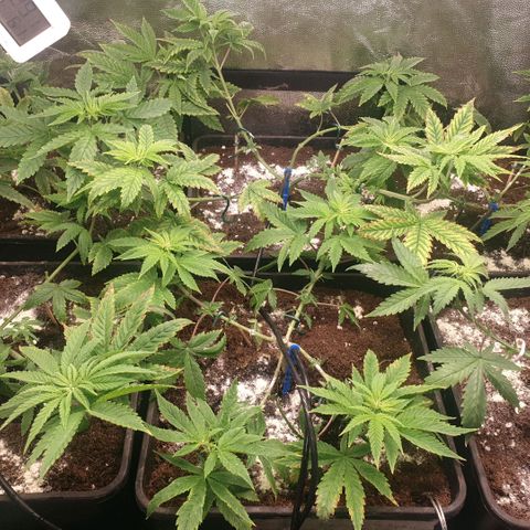 Banana cream #3 growlog timeline photo