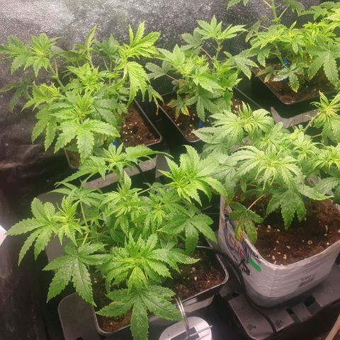 Banana cream #3 growlog timeline photo