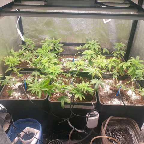 Banana cream #3 growlog timeline photo