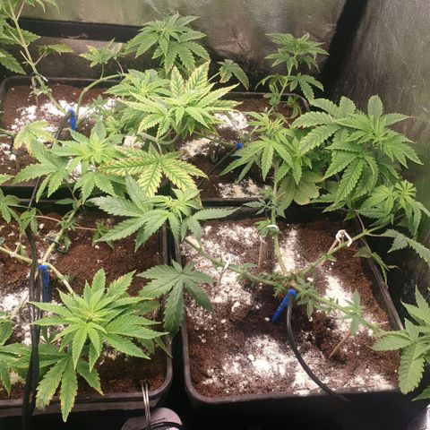 Banana cream #3 growlog timeline photo
