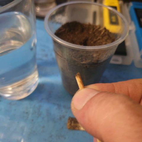 Picchu growlog photo: Con 1 cm de cola, pasamos la semilla a un vaso plástico de 250ml.
Agujereamos para el agua y
Añadimos bolitas de arcilla expandida o arlita, después usamos sustrato universal compacto, sin coco, sin vermiculita, a esa tierra le hice un hoyo de 1cm de profundidad, añadi una pizca de michorizas en polvo, tire otro poco de esporas sobre la semilla y la coloque cuidadosamente con pinzas plasticas, la tape con el mismo polvo de esporas que cayó alrededor del hoyo.
Tras esto, prepare una mezcla de agua de mineralizacion suave, ec  200 (agua grifo 30%+agua desionizada 70% ) añadi 2 gotas de agua oxigenada que son 100ppm, o peroxido de hidrógeno al 3%, y exactamente 0,2ml, unas 100ppm de deepunderground de topcrop.
Es lo único que puedo darles ahora, agua, michrorizas y un poco de estimulador de raíces.
Por lo demás, decir que elegi este sustrato apropósito, con la idea que de las primeras raíces nacerán más robustas al desarrollarse en un sustrato tan compacto.
Los próximos trasplantes serán sustratos normales con alto contenido en coco y vermiculita como siempre uso.
