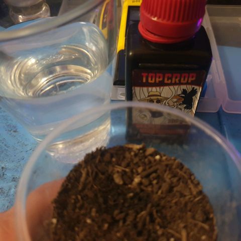 Picchu growlog photo: Con 1 cm de cola, pasamos la semilla a un vaso plástico de 250ml.
Agujereamos para el agua y
Añadimos bolitas de arcilla expandida o arlita, después usamos sustrato universal compacto, sin coco, sin vermiculita, a esa tierra le hice un hoyo de 1cm de profundidad, añadi una pizca de michorizas en polvo, tire otro poco de esporas sobre la semilla y la coloque cuidadosamente con pinzas plasticas, la tape con el mismo polvo de esporas que cayó alrededor del hoyo.
Tras esto, prepare una mezcla de agua de mineralizacion suave, ec  200 (agua grifo 30%+agua desionizada 70% ) añadi 2 gotas de agua oxigenada que son 100ppm, o peroxido de hidrógeno al 3%, y exactamente 0,2ml, unas 100ppm de deepunderground de topcrop.
Es lo único que puedo darles ahora, agua, michrorizas y un poco de estimulador de raíces.
Por lo demás, decir que elegi este sustrato apropósito, con la idea que de las primeras raíces nacerán más robustas al desarrollarse en un sustrato tan compacto.
Los próximos trasplantes serán sustratos normales con alto contenido en coco y vermiculita como siempre uso.