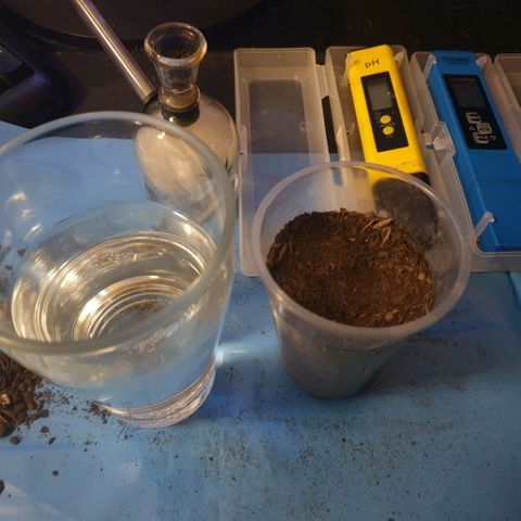 Picchu growlog photo: Con 1 cm de cola, pasamos la semilla a un vaso plástico de 250ml.
Agujereamos para el agua y
Añadimos bolitas de arcilla expandida o arlita, después usamos sustrato universal compacto, sin coco, sin vermiculita, a esa tierra le hice un hoyo de 1cm de profundidad, añadi una pizca de michorizas en polvo, tire otro poco de esporas sobre la semilla y la coloque cuidadosamente con pinzas plasticas, la tape con el mismo polvo de esporas que cayó alrededor del hoyo.
Tras esto, prepare una mezcla de agua de mineralizacion suave, ec  200 (agua grifo 30%+agua desionizada 70% ) añadi 2 gotas de agua oxigenada que son 100ppm, o peroxido de hidrógeno al 3%, y exactamente 0,2ml, unas 100ppm de deepunderground de topcrop.
Es lo único que puedo darles ahora, agua, michrorizas y un poco de estimulador de raíces.
Por lo demás, decir que elegi este sustrato apropósito, con la idea que de las primeras raíces nacerán más robustas al desarrollarse en un sustrato tan compacto.
Los próximos trasplantes serán sustratos normales con alto contenido en coco y vermiculita como siempre uso.