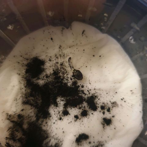 Picchu growlog photo: Con 1 cm de cola, pasamos la semilla a un vaso plástico de 250ml.
Agujereamos para el agua y
Añadimos bolitas de arcilla expandida o arlita, después usamos sustrato universal compacto, sin coco, sin vermiculita, a esa tierra le hice un hoyo de 1cm de profundidad, añadi una pizca de michorizas en polvo, tire otro poco de esporas sobre la semilla y la coloque cuidadosamente con pinzas plasticas, la tape con el mismo polvo de esporas que cayó alrededor del hoyo.
Tras esto, prepare una mezcla de agua de mineralizacion suave, ec  200 (agua grifo 30%+agua desionizada 70% ) añadi 2 gotas de agua oxigenada que son 100ppm, o peroxido de hidrógeno al 3%, y exactamente 0,2ml, unas 100ppm de deepunderground de topcrop.
Es lo único que puedo darles ahora, agua, michrorizas y un poco de estimulador de raíces.
Por lo demás, decir que elegi este sustrato apropósito, con la idea que de las primeras raíces nacerán más robustas al desarrollarse en un sustrato tan compacto.
Los próximos trasplantes serán sustratos normales con alto contenido en coco y vermiculita como siempre uso.