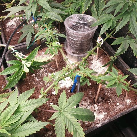 Picchu growlog photo: Con 1 cm de cola, pasamos la semilla a un vaso plástico de 250ml.
Agujereamos para el agua y
Añadimos bolitas de arcilla expandida o arlita, después usamos sustrato universal compacto, sin coco, sin vermiculita, a esa tierra le hice un hoyo de 1cm de profundidad, añadi una pizca de michorizas en polvo, tire otro poco de esporas sobre la semilla y la coloque cuidadosamente con pinzas plasticas, la tape con el mismo polvo de esporas que cayó alrededor del hoyo.
Tras esto, prepare una mezcla de agua de mineralizacion suave, ec  200 (agua grifo 30%+agua desionizada 70% ) añadi 2 gotas de agua oxigenada que son 100ppm, o peroxido de hidrógeno al 3%, y exactamente 0,2ml, unas 100ppm de deepunderground de topcrop.
Es lo único que puedo darles ahora, agua, michrorizas y un poco de estimulador de raíces.
Por lo demás, decir que elegi este sustrato apropósito, con la idea que de las primeras raíces nacerán más robustas al desarrollarse en un sustrato tan compacto.
Los próximos trasplantes serán sustratos normales con alto contenido en coco y vermiculita como siempre uso.