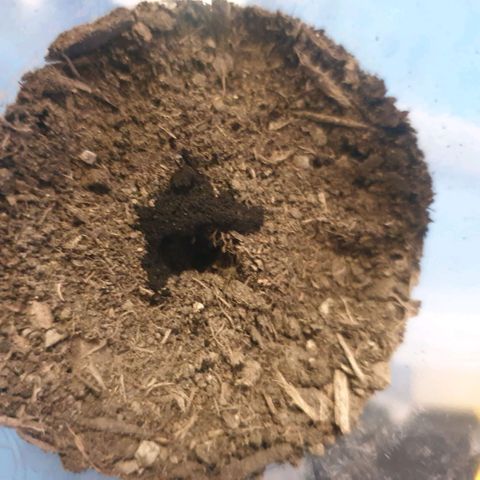 Picchu growlog photo: Con 1 cm de cola, pasamos la semilla a un vaso plástico de 250ml.
Agujereamos para el agua y
Añadimos bolitas de arcilla expandida o arlita, después usamos sustrato universal compacto, sin coco, sin vermiculita, a esa tierra le hice un hoyo de 1cm de profundidad, añadi una pizca de michorizas en polvo, tire otro poco de esporas sobre la semilla y la coloque cuidadosamente con pinzas plasticas, la tape con el mismo polvo de esporas que cayó alrededor del hoyo.
Tras esto, prepare una mezcla de agua de mineralizacion suave, ec  200 (agua grifo 30%+agua desionizada 70% ) añadi 2 gotas de agua oxigenada que son 100ppm, o peroxido de hidrógeno al 3%, y exactamente 0,2ml, unas 100ppm de deepunderground de topcrop.
Es lo único que puedo darles ahora, agua, michrorizas y un poco de estimulador de raíces.
Por lo demás, decir que elegi este sustrato apropósito, con la idea que de las primeras raíces nacerán más robustas al desarrollarse en un sustrato tan compacto.
Los próximos trasplantes serán sustratos normales con alto contenido en coco y vermiculita como siempre uso.