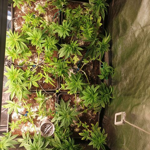 Banana cream #3 growlog photo: Sin novedades