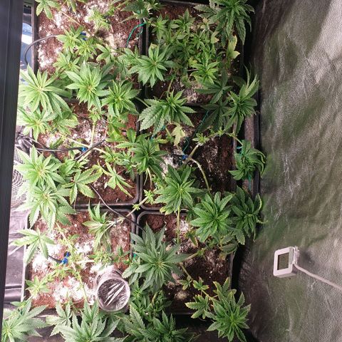 Banana cream #3 growlog photo: Sin novedades