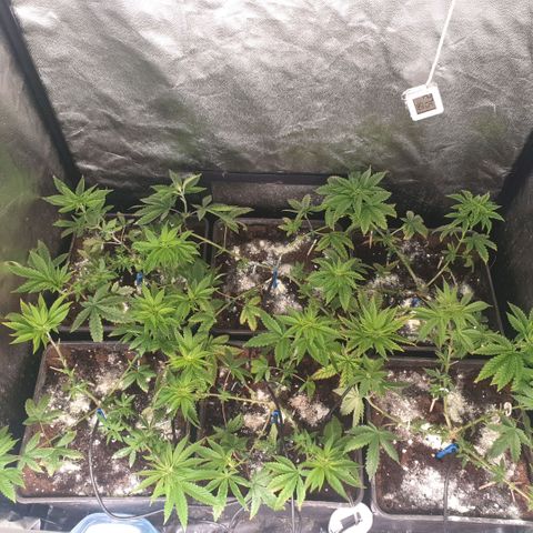 Banana cream #3 growlog photo: Sin novedades