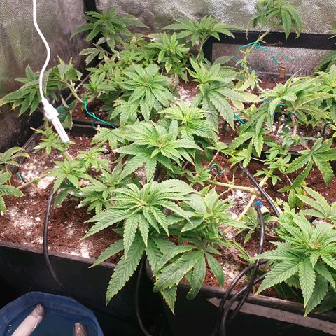 Banana cream #3 growlog photo: Sin novedades