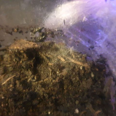 Picchu growlog photo: 92 horas desde que se gernino, comienza a asomar muy lentamente, hasta el momento no se aprecia un vigor explosivo,  además veo una tela de araña en el vaso, que nose si son michorizas o arañas 