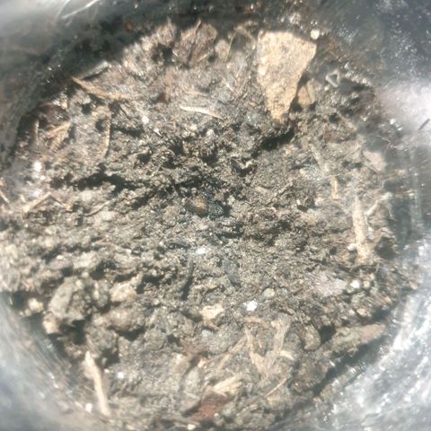 Picchu growlog photo: 92 horas desde que se gernino, comienza a asomar muy lentamente, hasta el momento no se aprecia un vigor explosivo,  además veo una tela de araña en el vaso, que nose si son michorizas o arañas 